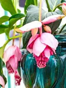 medinilla_bloem_shutterstock