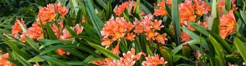 Clivia miniata, бабушкина любимица