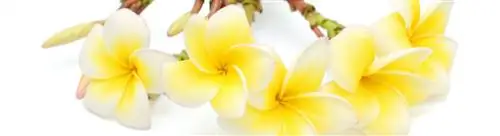 Франжипани: Plumeria rubra