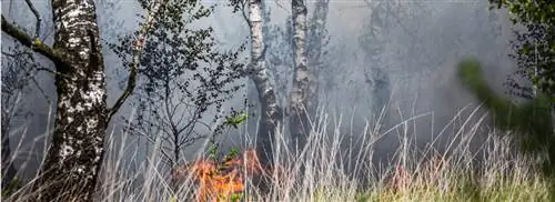 Лесной пожар в Брабанте снова вспыхнул