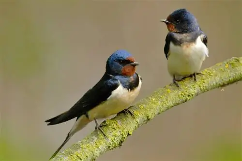 бородатые мужчины