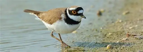 Успешный первый сезон размножения на Marker Wadden