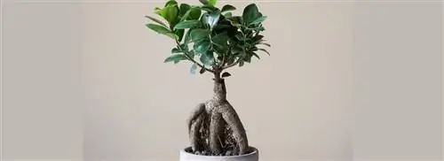 Инжир бонсай (Ficus microcarpa ginseng)