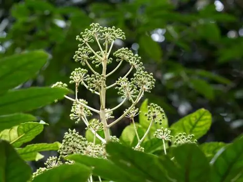 fatsia_bloei_shutterstock