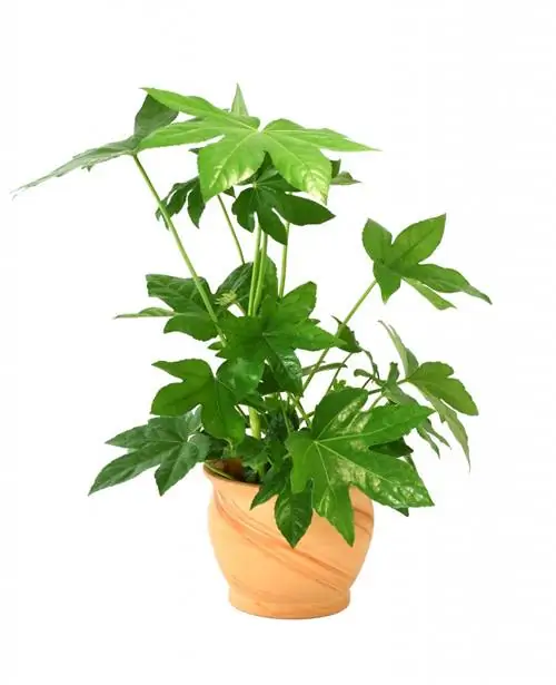 fatsia_japonica_shutterstock