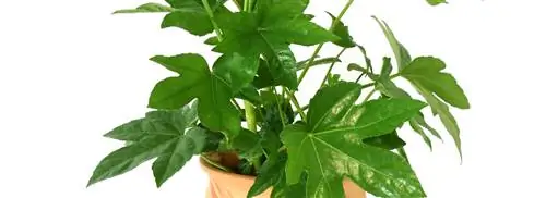 Пальчиковое растение: Fatsia japonica