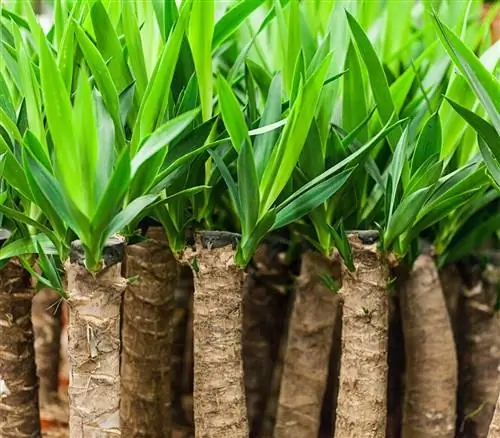 юкка слоновая