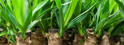 Пальмовая лилия: Юкка слоновая