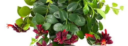 Растение губной помады (Aeschynanthus)