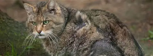 Дикая кошка поселилась в Нидерландах