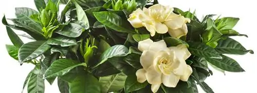 Гардения: Гардения жасминовидная