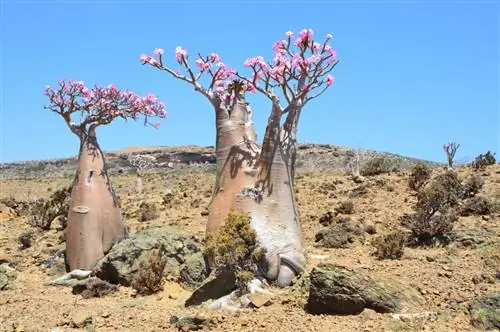 Adenium obesum