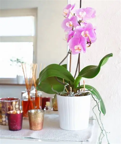 фаленопсис