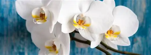 Орхидея-бабочка: Фаленопсис