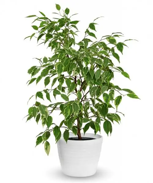 фикус бенджамина