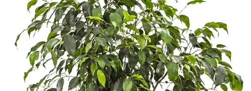 Плачущий инжир: Ficus benjamina
