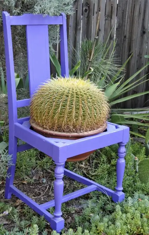 эхинокактус_свекровь_chair_shutterstock