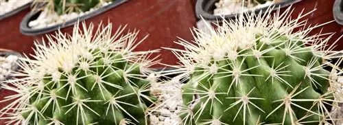 Тещин стул: Echinocactus grusonii
