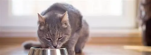Кошки тоже получают чип?