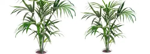 Кентийская пальма: Howea forsteriana