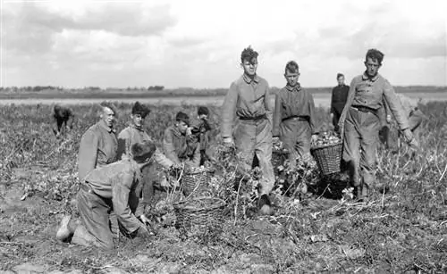 картофельная страна