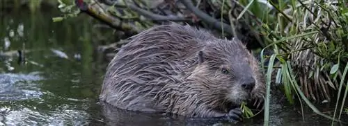 &8216;Trouble beaver’ переезжает в Англию