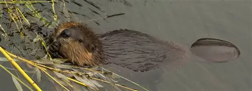 &8216;Trouble beaver’ должен очистить поле в Лимбурге