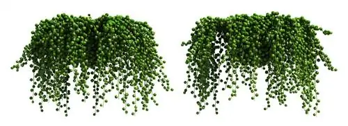 Горох: Senecio rowleyanus