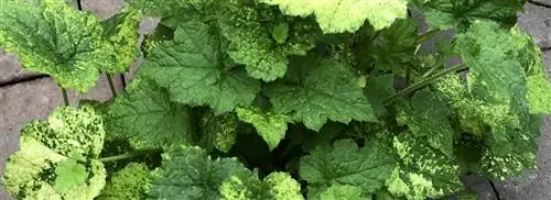 Младенец на коленях у матери: Tolmea menziesii