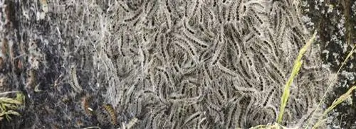 Гусеница дубового крестоносца доставляет много проблем в этом году