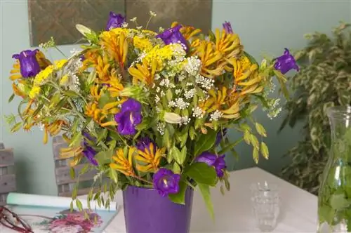 лапа кенгуру