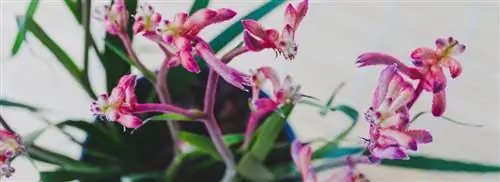 Лапа кенгуру: Анигозантос