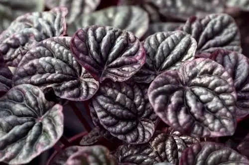 Пеперомия каперата