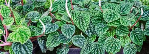 Крысиный хвост: Peperomia caperata