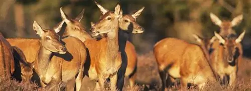 Помогите Hoge Veluwe с просмотром их фотографий’s