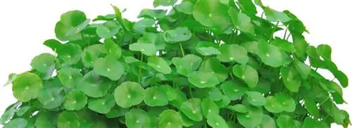 Центелла азиатская