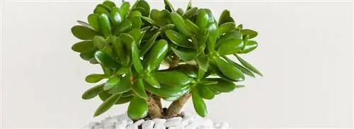 Нефритовое растение: Crassula ovata