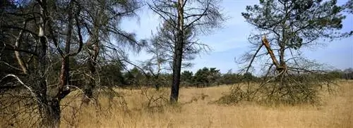 Недели без дождя: что это значит для нашей природы?