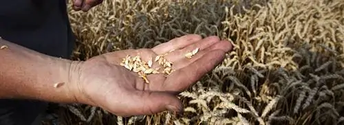 Наконец-то понятно, что на самом деле в пшенице