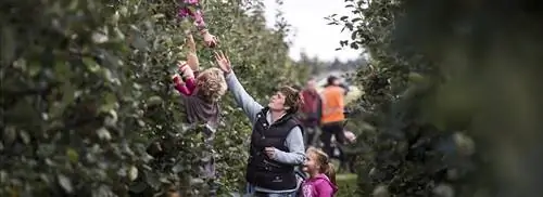 Готово? Выбирайте фрукты