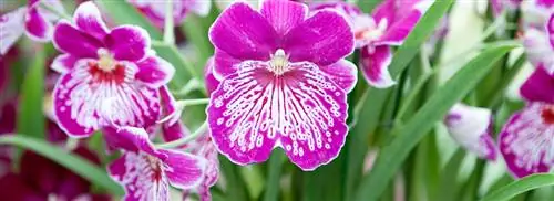 Фиолетовая орхидея: Мильтония