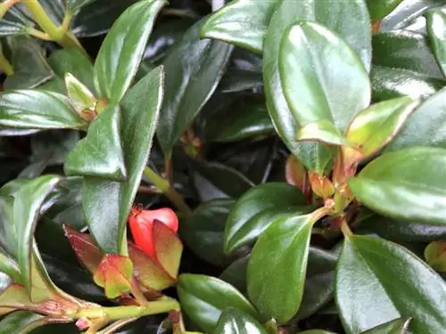 завод золотых рыбок