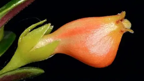 завод золотых рыбок