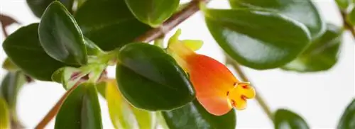 Растение золотой рыбки: Nematanthus