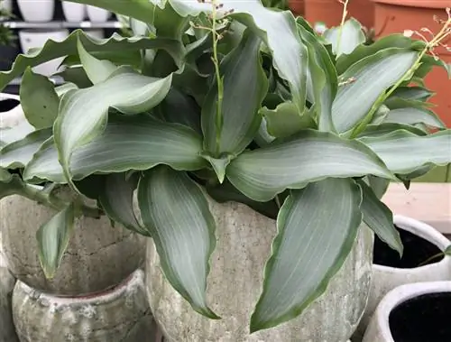 Мурданния лориформис