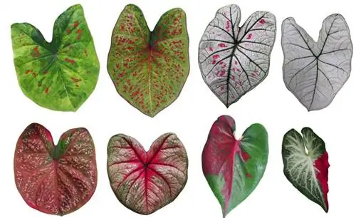 Каладиум двухцветный