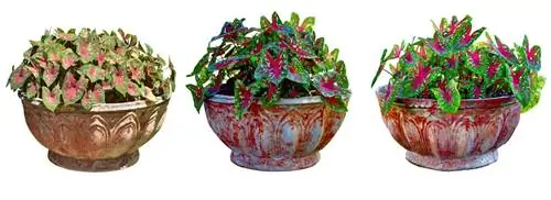 Каладиум двухцветный