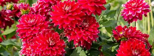 Совет 11: dahlia’s