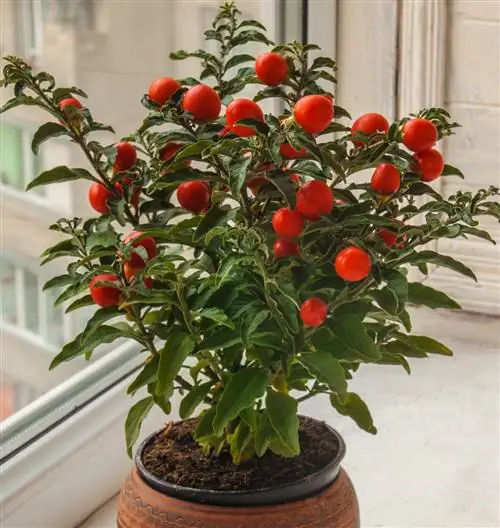 апельсиновое дерево