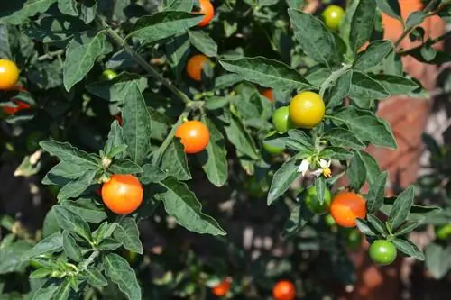 апельсиновое дерево